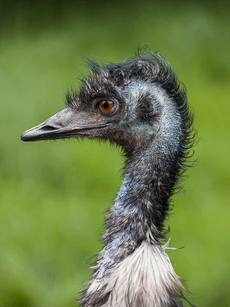 dieterhochuli's tweet photo. Today marks 86 years since the cessation of hostilities between emus and the Australian army in the Great Emu War of 1932. I will be among the many raising a glass tonight to the enduring peace we share with our ratite friends. https://t.co/1m8IKvpQJl https://t.co/acS3370Mrz