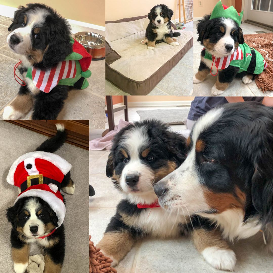 Hello world. My name is Nelson, nice to meet you. My big sister Emmy Lou is going to take good care of me. :-)
#bernesemountaindogs #bernesedaily #bernesemountaindoglovers  #dog #bernese #bmd #bernesemountaindog #berneselovecentral #berneseoftheday #berner #bernesepuppy