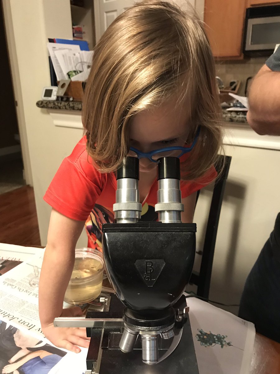 AllisonMaster's tweet image. Took a walk to get pond water to look at under the microscope, came back with two tadpoles. @RTylerHillmanMD #sciencesunday #STEMstartsearly