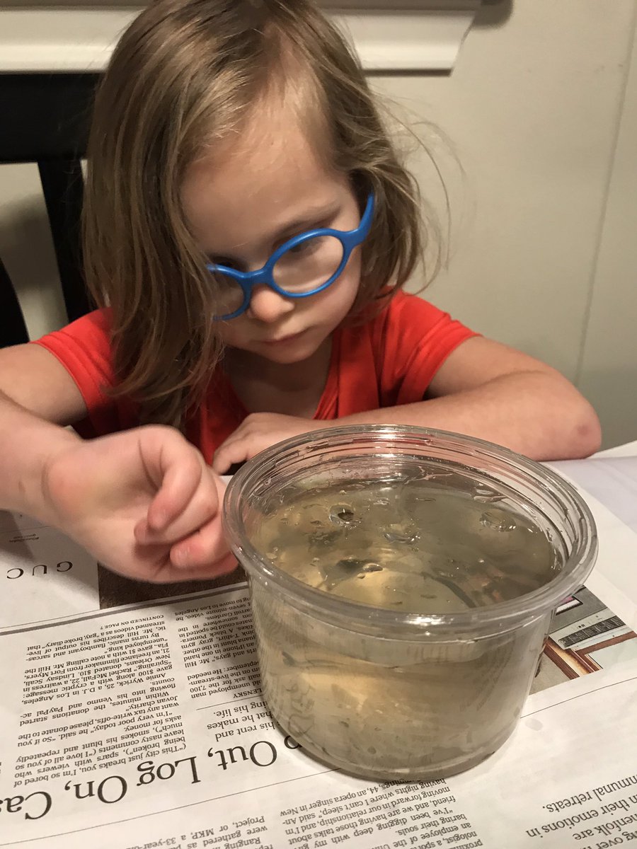 AllisonMaster's tweet image. Took a walk to get pond water to look at under the microscope, came back with two tadpoles. @RTylerHillmanMD #sciencesunday #STEMstartsearly