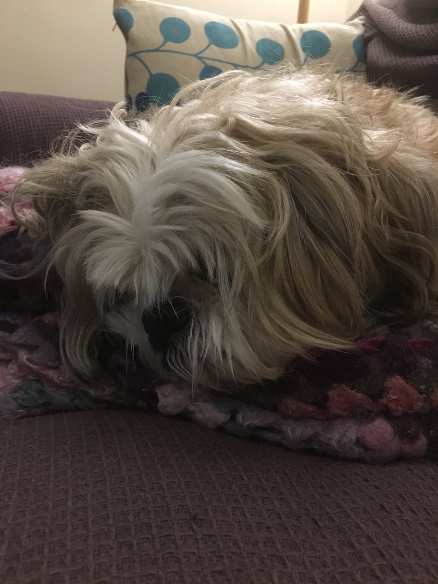 Flash the Shih Tzu tweet media