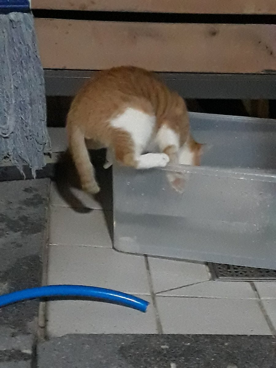 Cat_s_time's tweet photo. 💧💧 https://t.co/cSda6vfaiH