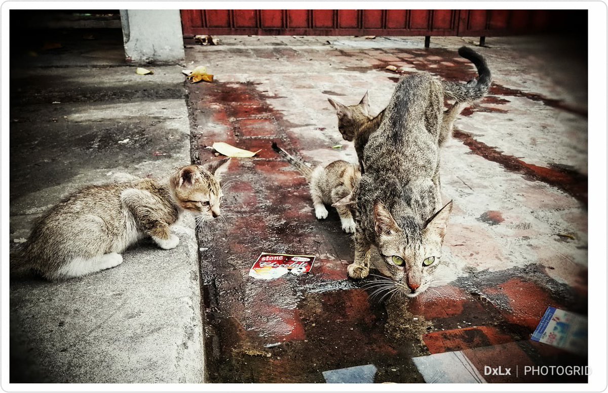 ppbcc_vet's tweet photo. Why spay/neuter? 👇 #cats https://t.co/vYNppLRwO0
