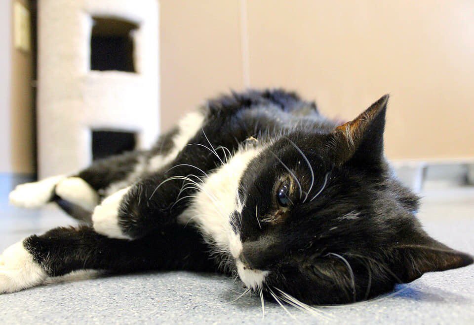 ToledoHumaneSociety tweet media