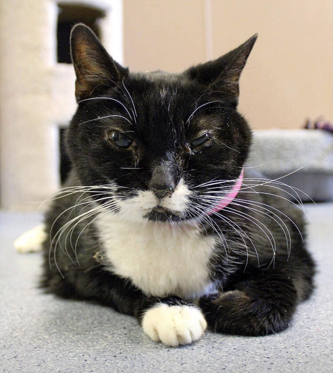 ToledoHumaneSociety tweet media