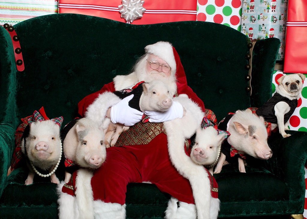 Prissy and Pop tweet media