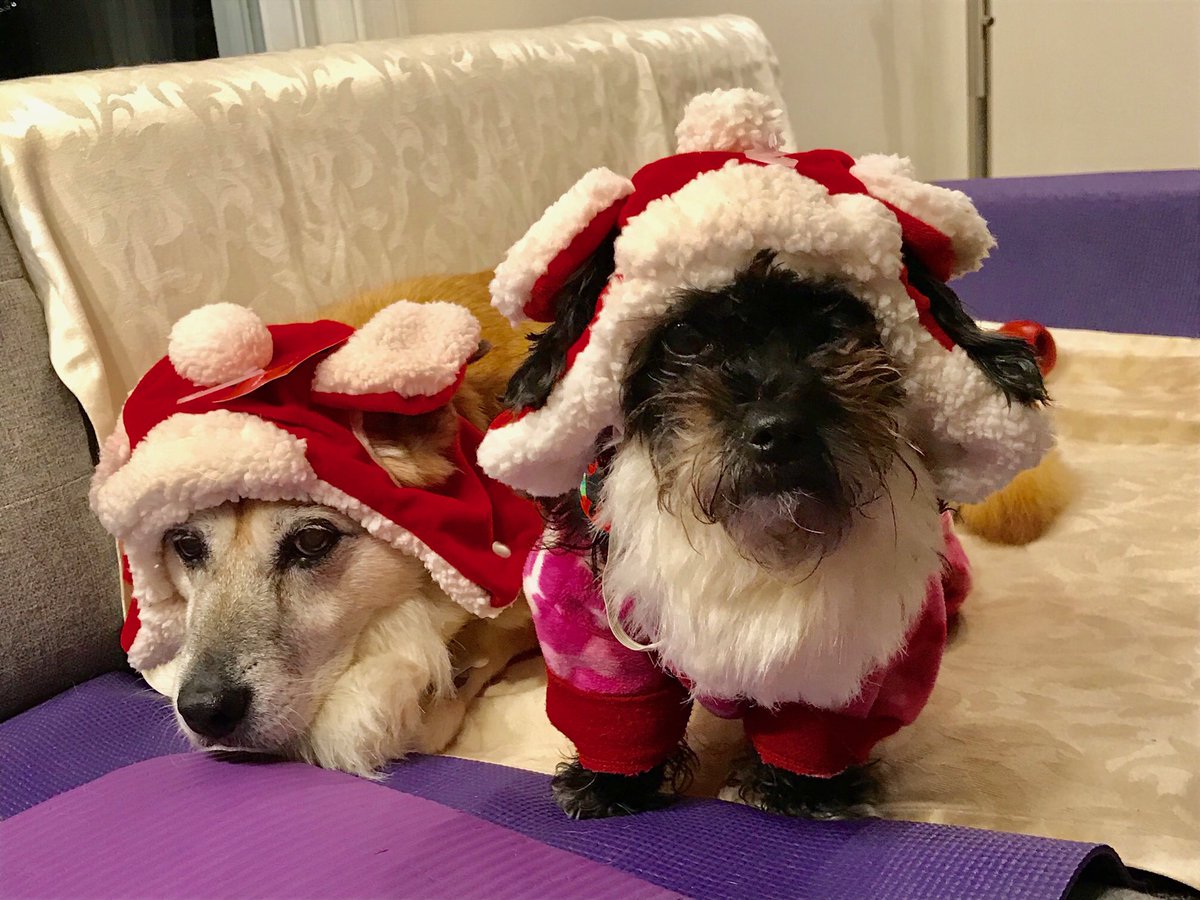 Watch_MeDogs's tweet photo. Don’t forget to mark off everyone on your gift list! Schedule a appointment today to get all of your shopping done and your fur baby taken care of! “We love our Christmas sweaters!” 🎁🎄 #toocute #Christmas #christmassweater #HolidayShopping #WatchMe https://t.co/u1XMKLoz8S