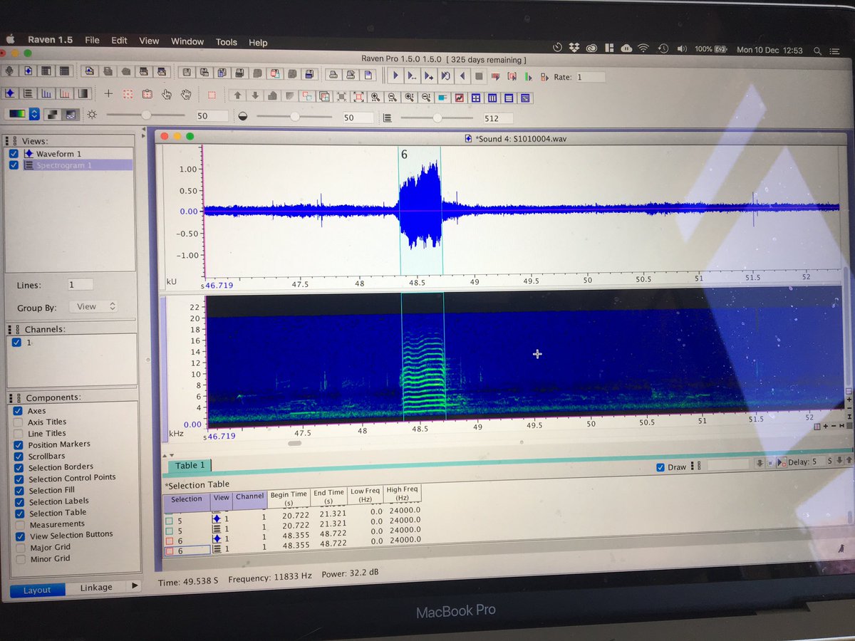 _erikaroper's tweet photo. Playing around with some #blackcockatoos calls in #RavenPro and my computer is *not* happy. It’s using almost all the RAM, and keeps lagging and freezing 😩
Come on, computer! You can do it! #PhDlife #bioacoustics https://t.co/Ldmpg0OeQi