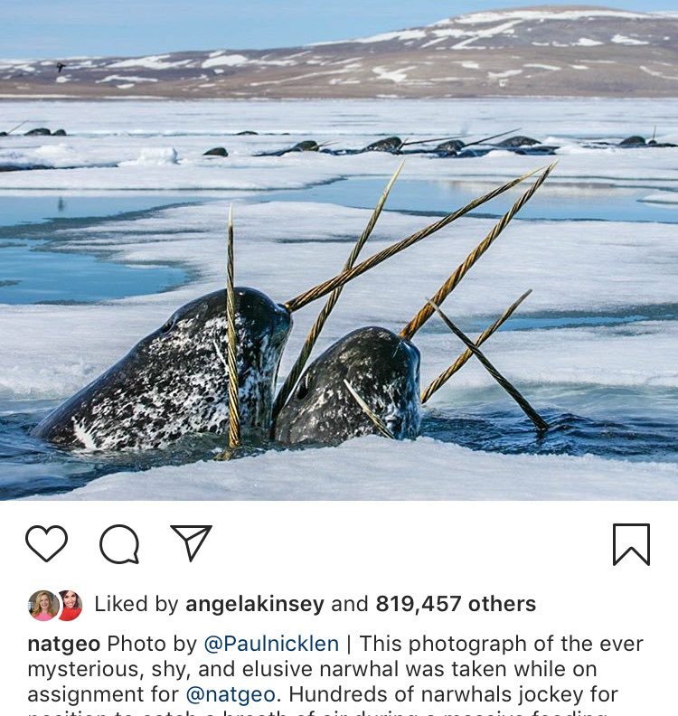 freshenza's tweet photo. Holy crap, you guys! Narwhals are REAL?!??? I always thought they were mythological creatures! You know, like the unicorn of the sea! How did I make it 34 years of my life without knowing this?!? #BYEBUDDYIHOPEYOUFINDYOURDAD #🌊🦄 #🤯 https://t.co/Qsaa15MvET