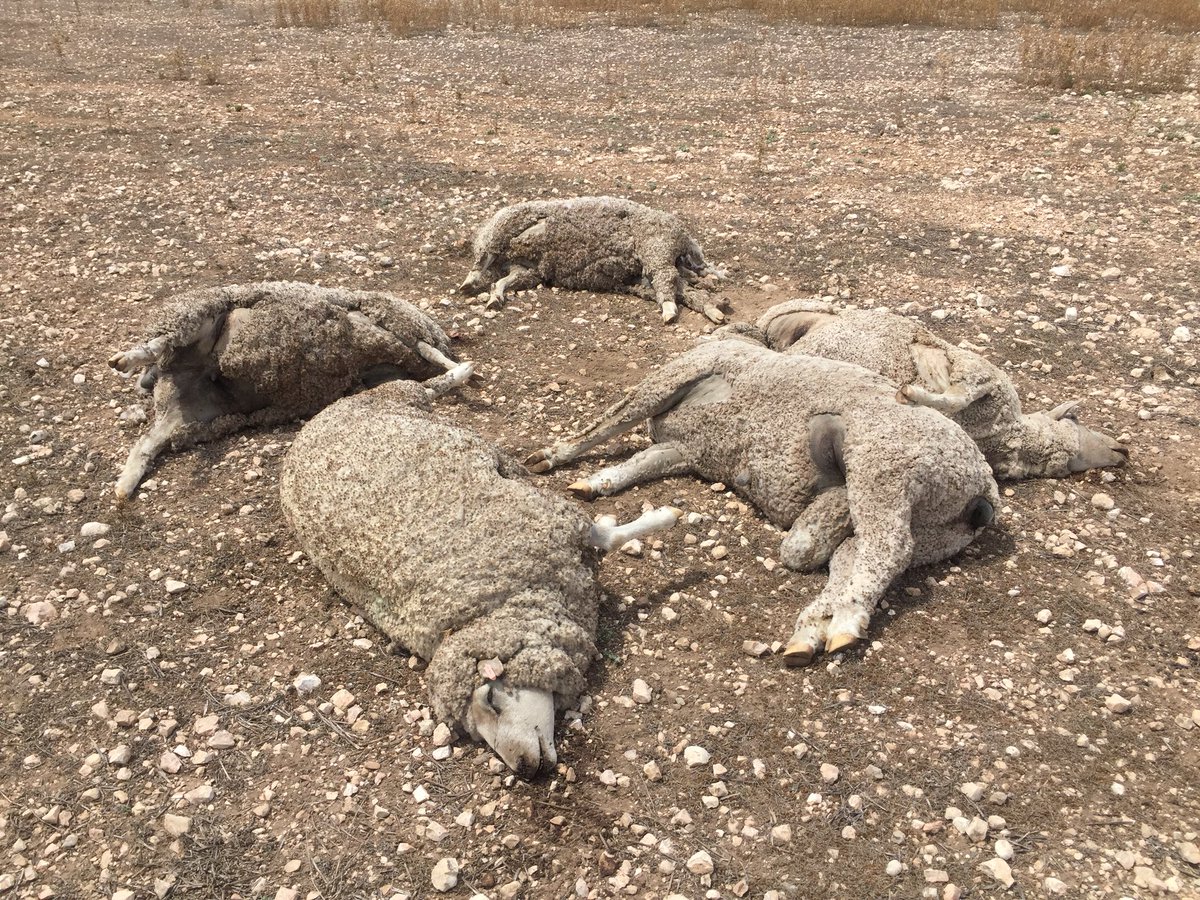 Lightning strike 4 ewes and Jesse $15000 ram gone up in smoke never seen this before