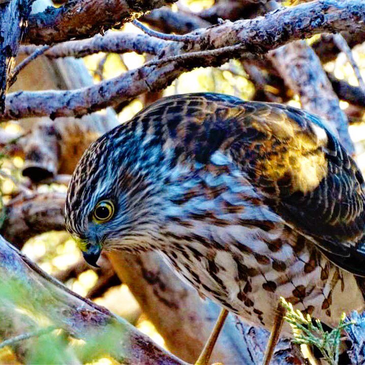 Hunter amongst the bushes!
#sparrowhawk #sharpshinnedhawk