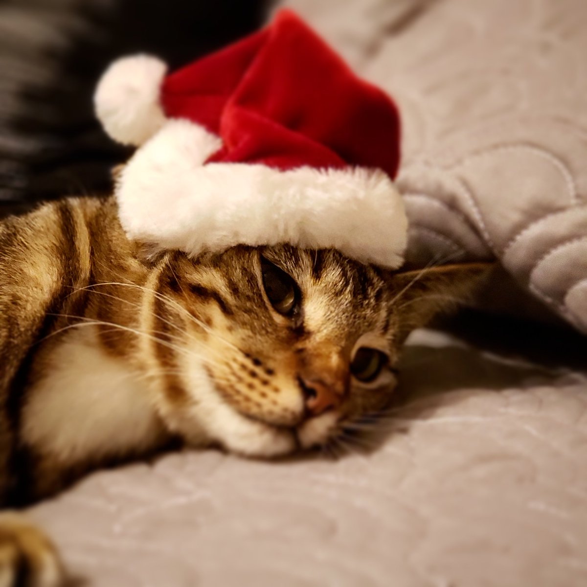 AllaboutFamily7's tweet photo. #MerryChristmas from #cota https://t.co/uy6IAlUPSY