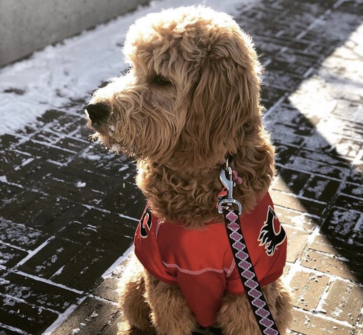 calgary flames dog jersey