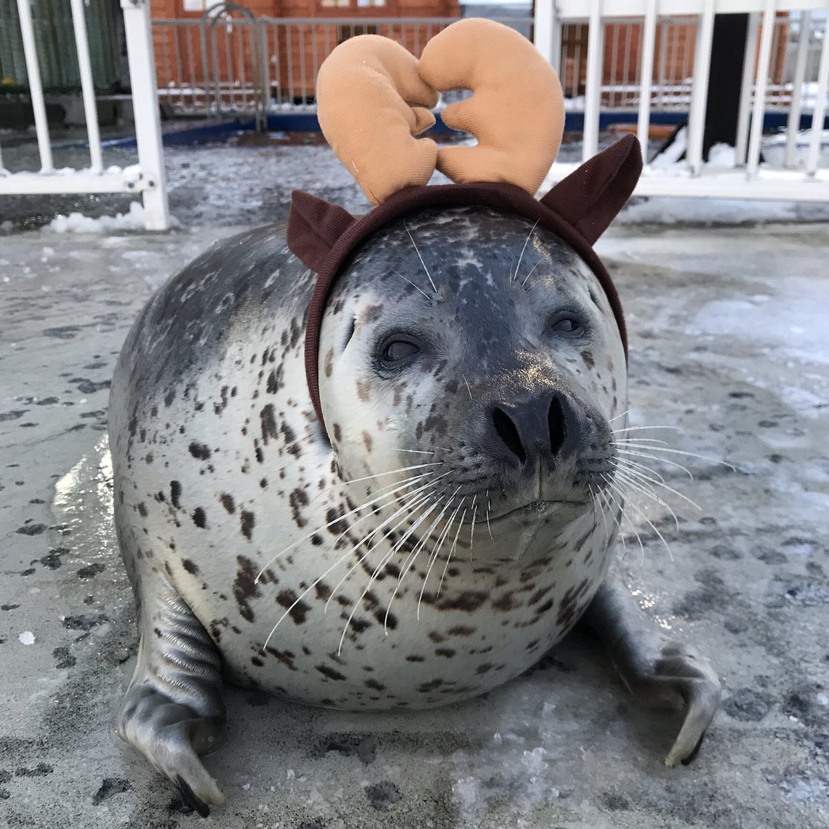 アザラシシーパラダイス 公式 A Twitteren 今年もやってきますよー トナカイアザラシさん達が 12月22 23 24日はトナカイアザラシと記念撮影できるチャンスです 可愛いアザラシ達に会いに来て下さいね ちなみにお隣アザラシランドは アザラシサンタ