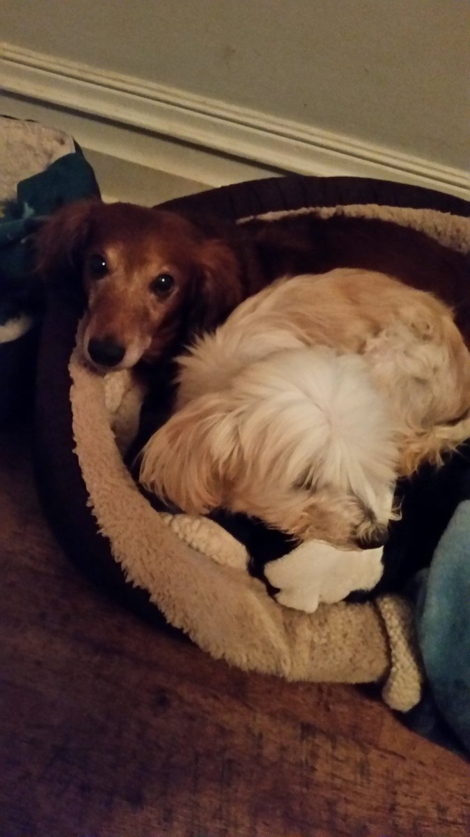 GoodOldTails's tweet photo. Sammy and Sneakers want to thank @DebbieGibson for her continued support! https://t.co/bBwWYjvuvJ