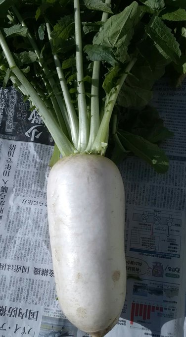 ダイソーの種から育てた白菜とおでん大根のtwitterイラスト検索結果