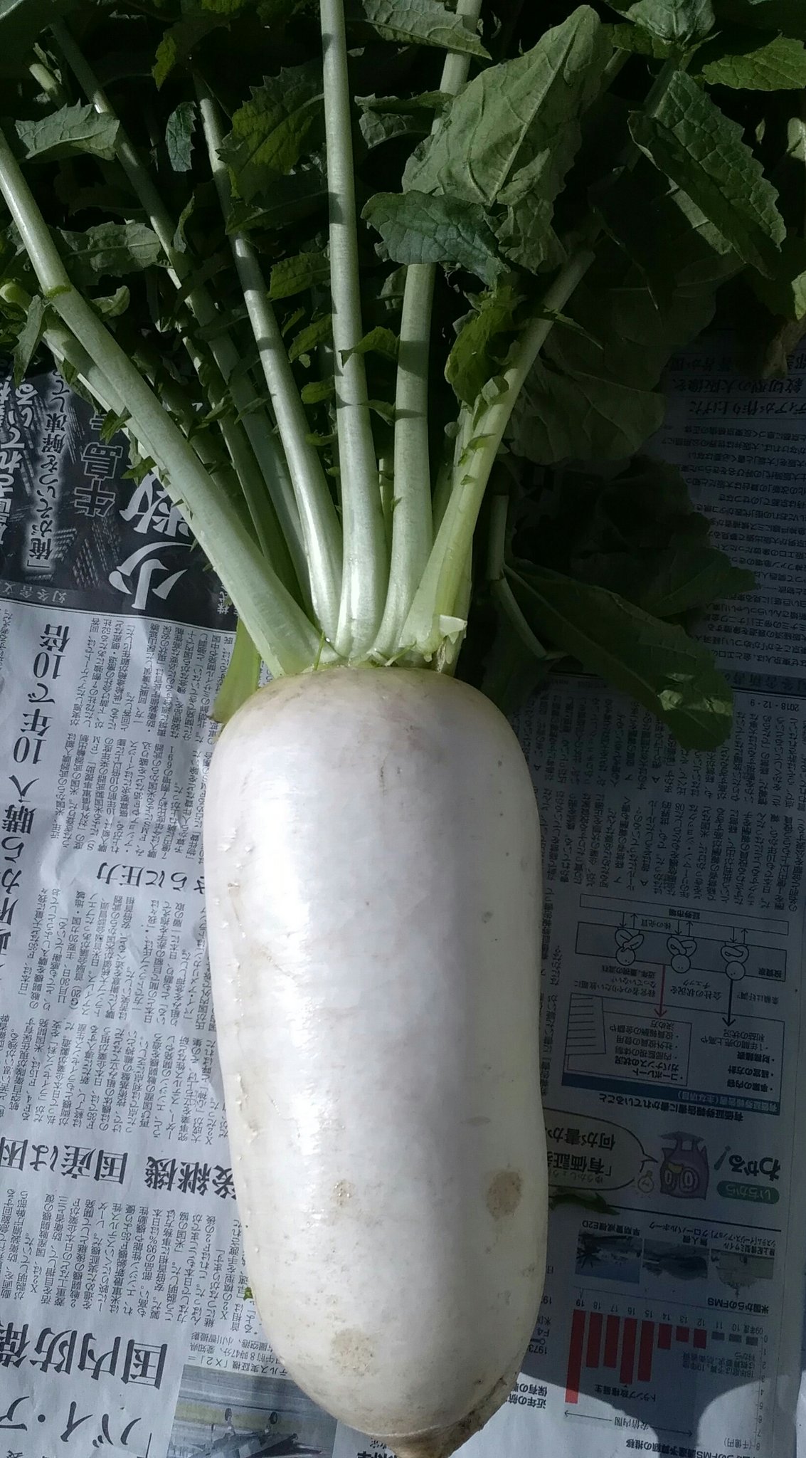 まこ 今 今年初めて収穫の白菜とおでん大根です おでん大根は先日よりも更に太くなりました これから作った切り干し大根と共に実家にも野菜を届けて来ます 家庭菜園 ダイソーの種から育てた白菜とおでん大根 T Co Ae3u3uxa2f Twitter