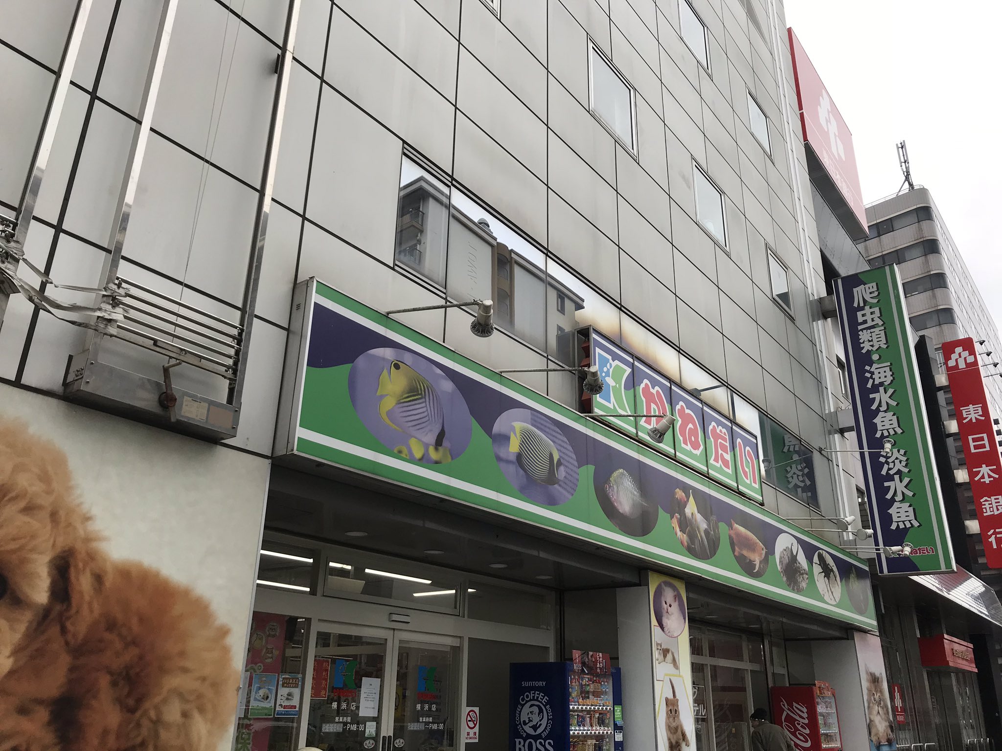 Jisei 趣味アカウント 横浜に住むアクアリストなのでずっと気になってたアクアリウムショップ かねだい やや遠かったけど昼から行ってみた 何を買ったかは追記w アクアリウム T Co Brrb6seq13 Twitter