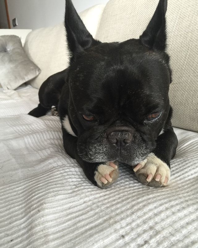 Cuando descubres que es LUNES 😡
.
#mondaymood #mondaydogface #mondaydog #caradelunes #frenchiemodel #doginfluencer #frenchie_photos #frenchie1 #frenchiestyle #dogstyle #dogstylist ift.tt/2QnGl09