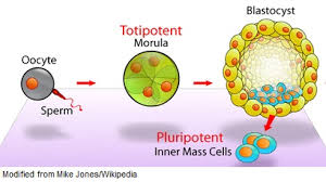 StemTransplant's tweet photo. Totipotent Stem Cells
They can develop into any cell type or organ in the body. A single totipotent stem cell can give rise to an entire organism. Fertilized egg or a zygote is the best example. Zygote divides and produces more totipotent cells. https://t.co/F47miFIDJo