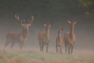 Vandaag denk ik ook aan jullie 💔 #edelherten #Oostvaardersplassen