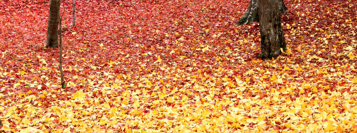 teaonly1001's tweet photo. 紅と黄金と。
Deep red and gold.
#photograph #autumn_leaves #deep_red #gold #leaves #nature #graduation #nature #photography #coregraphy #写真好き https://t.co/2NMyaRvR4z