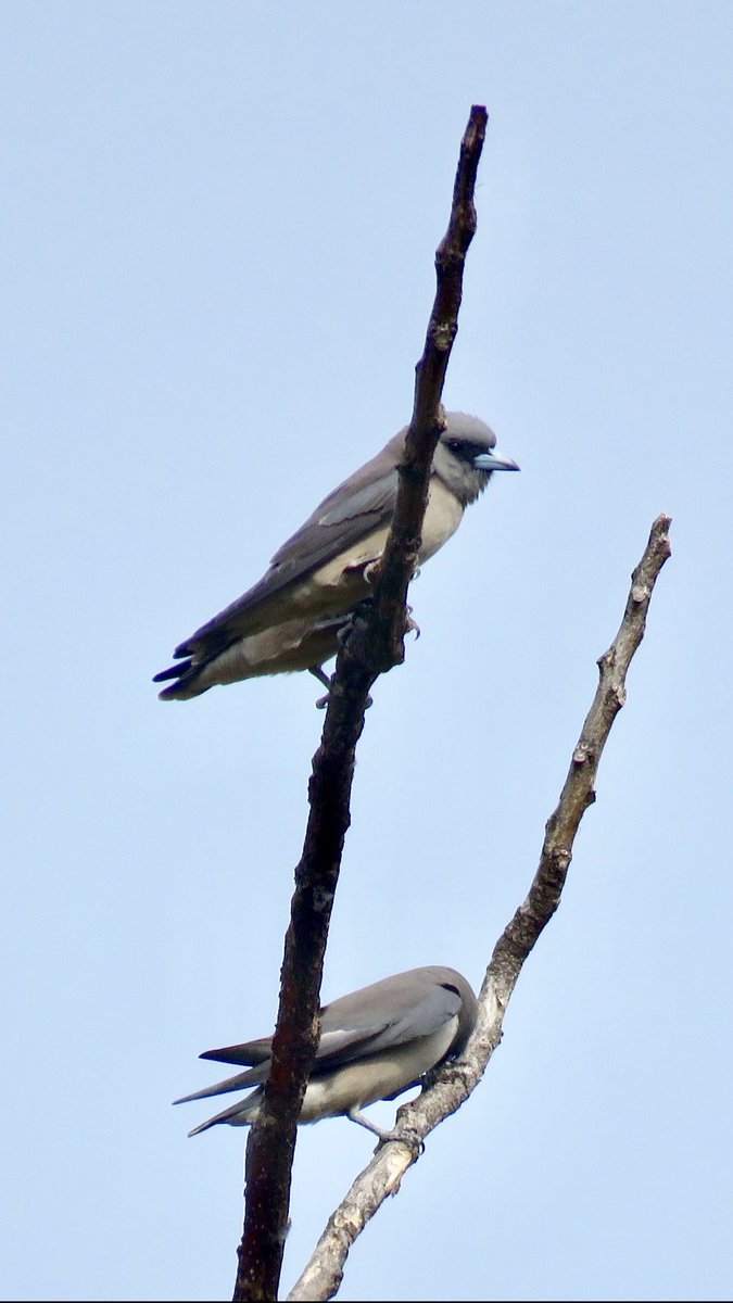 vrundavs's tweet photo. Ashy wood swallow 💖
Found them in the forests of muthatthi...
#birdoftheday #birding #swallows #birdsofkarnataka #canonphotography #EarthCapture #bbcearth #forestsofkarnataka
@vijayashankara
@BBCEarth https://t.co/r2B5jTh84y