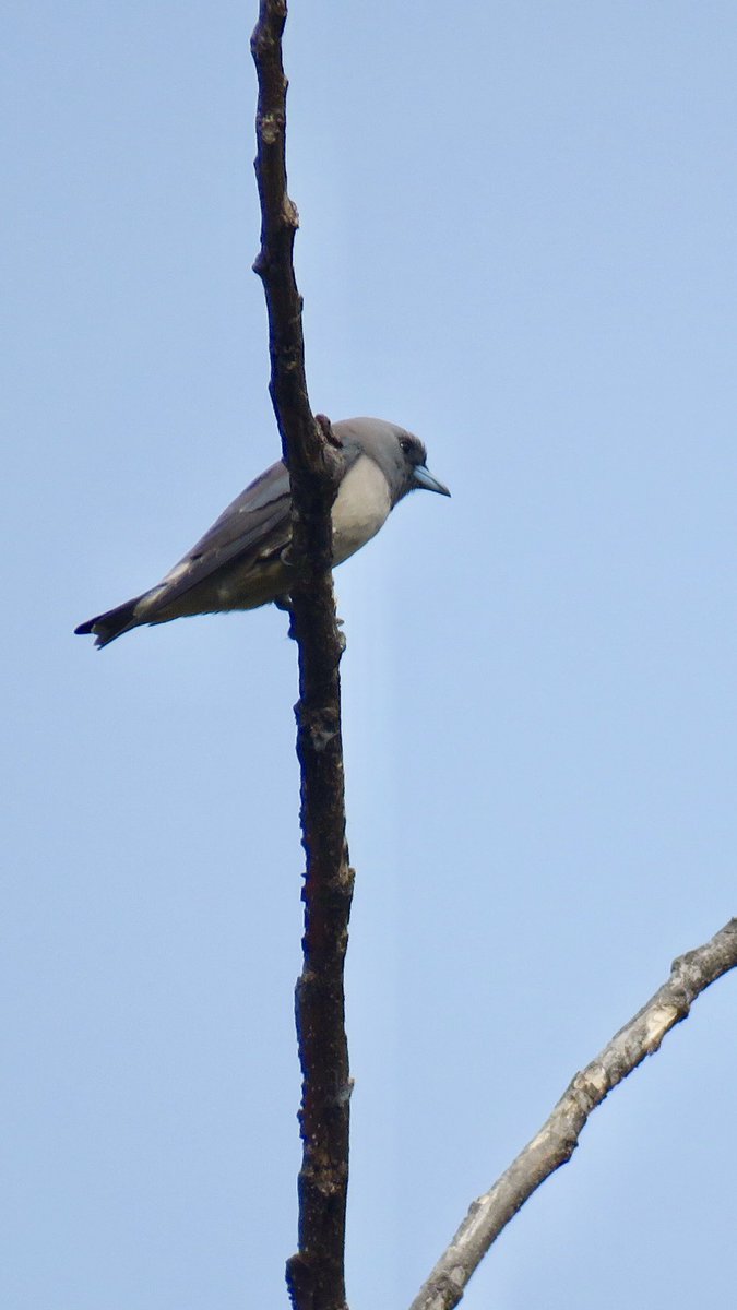 vrundavs's tweet photo. Ashy wood swallow 💖
Found them in the forests of muthatthi...
#birdoftheday #birding #swallows #birdsofkarnataka #canonphotography #EarthCapture #bbcearth #forestsofkarnataka
@vijayashankara
@BBCEarth https://t.co/r2B5jTh84y