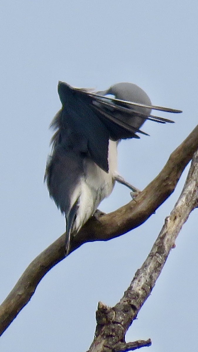 vrundavs's tweet photo. Ashy wood swallow 💖
Found them in the forests of muthatthi...
#birdoftheday #birding #swallows #birdsofkarnataka #canonphotography #EarthCapture #bbcearth #forestsofkarnataka
@vijayashankara
@BBCEarth https://t.co/r2B5jTh84y