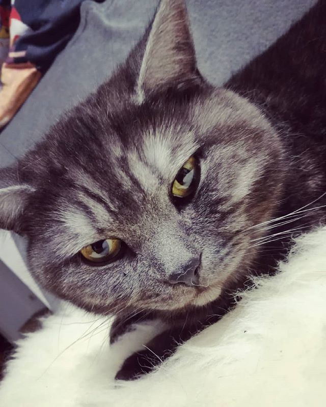SacrifiZeLP's tweet photo. Einen flauschigen Wochenanfang euch, ihr Lieben. Kommt gut in diesen Montag 😗
#bkh #bkhcat #blacksmoke #bkhblacksmoke #cat #catslife #cats #cats_of_instagram #catsagram #cats_of_world #catsofinstagram #youtuberspets #youtuber #montag #monday #monday… https://t.co/nnpLlSOnhM https://t.co/PpQ8kF3ocb