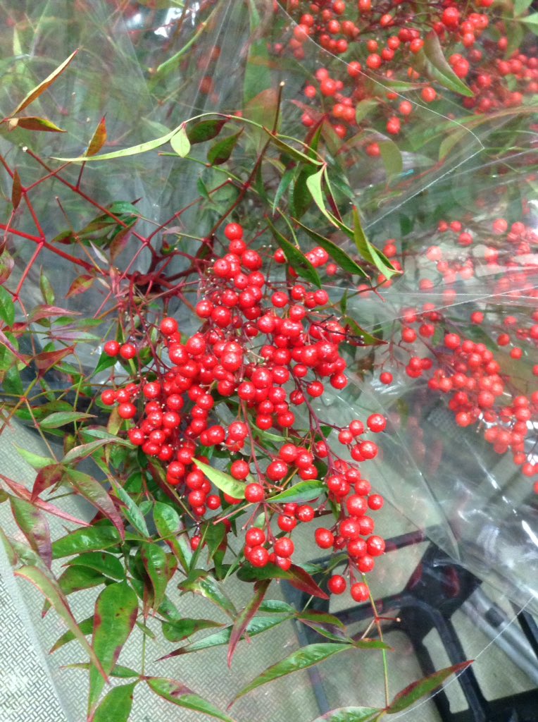 花尚 على تويتر お正月の縁起物 南天 本日は切花で入荷しました 難転 難を転じて福となす の語呂合わせで縁起物と言われているそうです お正月 年末 年始 枝物 赤実 花尚 花屋 川崎