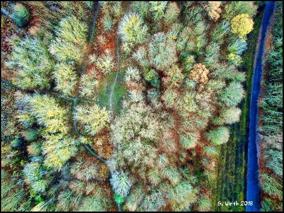 wirthstef's tweet photo. #forest #Grunewald with #asphalted #Walkway and a small #path between #trees in #winter nearby #mounts #Teufelsberg in #December #2018 Copyrights #Stefan #F. #Wirth
#landscape #trees #drone #quadcopter #bushes #airperspective #birdperspective #dji #mavicpro https://t.co/ADsRTxZmvi