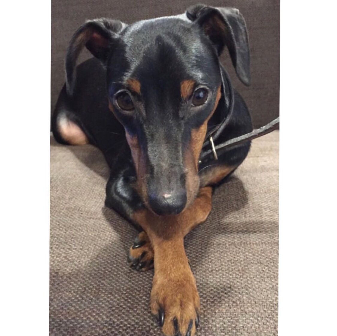 ぽよちゃん本舗 ミニピン 殿くん 垂れ耳とスマートな顔立ちの ギャップの持ち主です ミニチュアピンシャー ミニピン 愛犬 愛犬グッズ うちのコグッズ スムース ブラックタン ハンドメイド レジンアクセサリー オーダーメイド オーダー