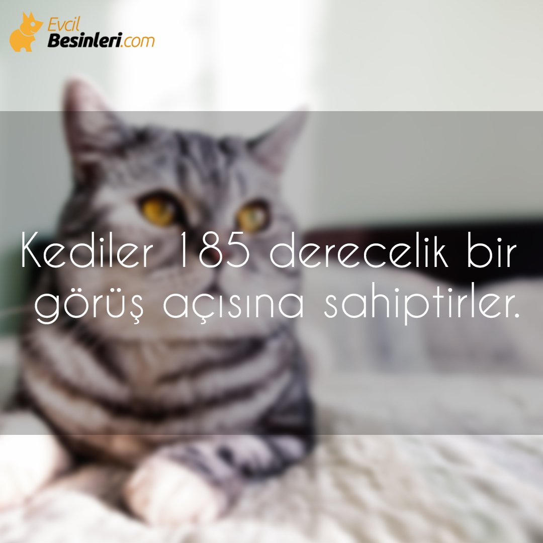 Biliyor muydunuz? Kediler 185 derecelik bir bakış açısına sahiptirler😲
Detaylı bilgi için: evcilbesinleri.com
#kedilerhakkındabilinmeyenler #biliyormuydunuz #evcilbesinleri #evcilhayvanlar
#cat