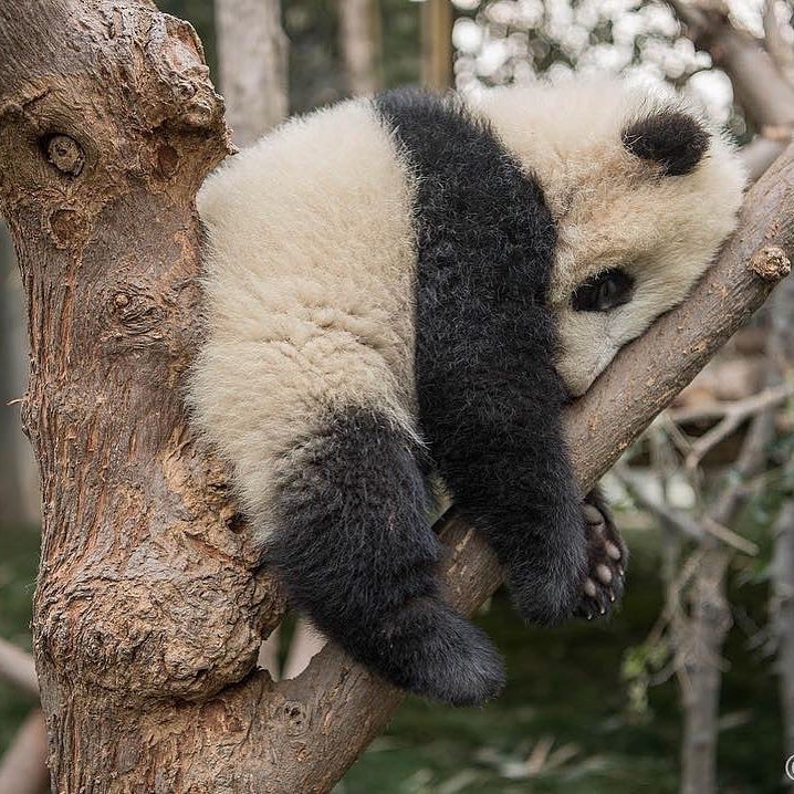 SofiaDavid24's tweet photo. #panda #animals https://t.co/dq0W8boCX0