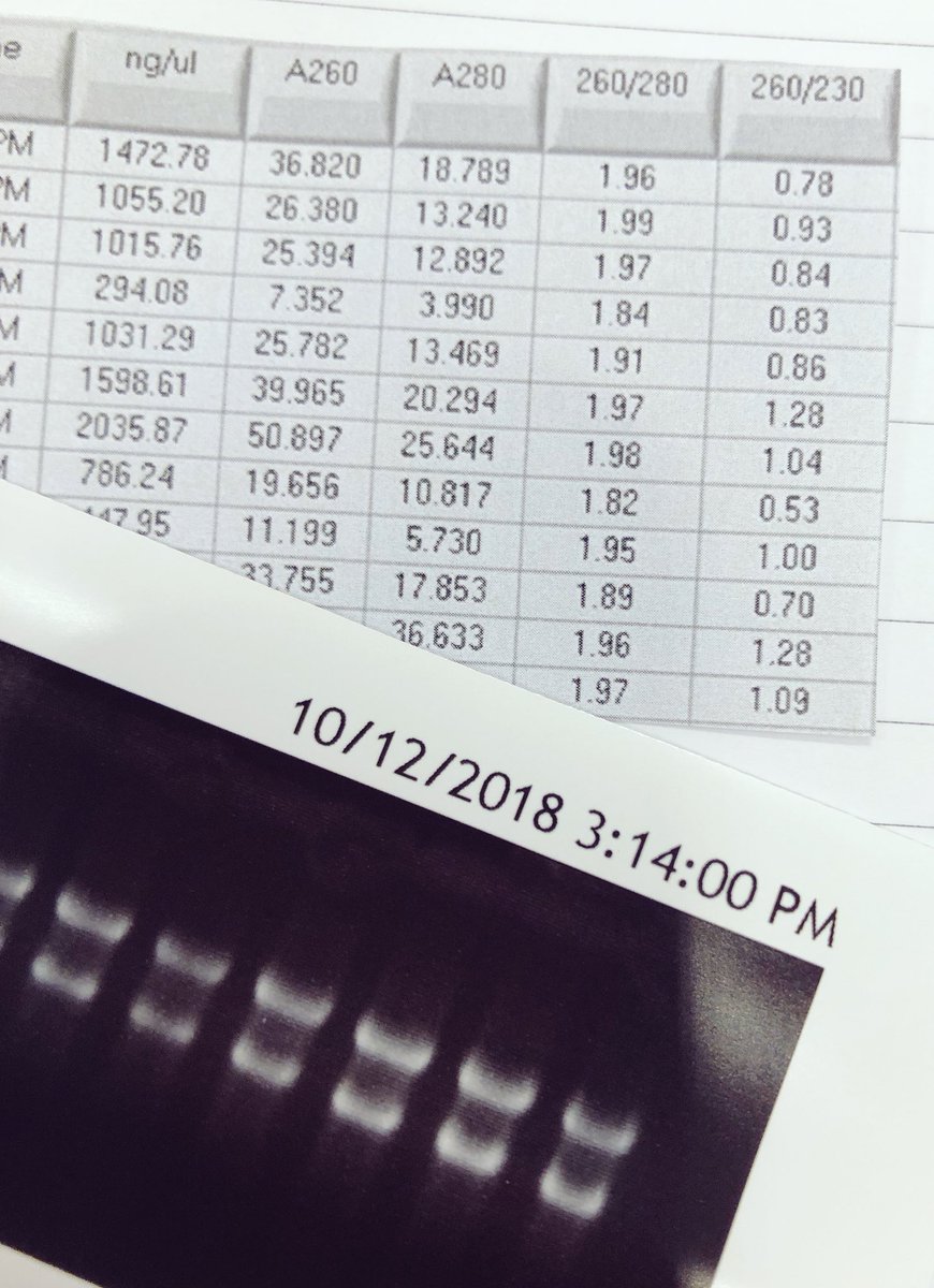 DrSarahBoyle's tweet photo. Is this not the most perfect RNA you have ever seen?? π₯° #HappyDance #NoDegradation #HighYield #HighRatio #NowLetsHopeTheQPCRWorks
Day 118/#365DaysofScience https://t.co/kGCvOGkkTq