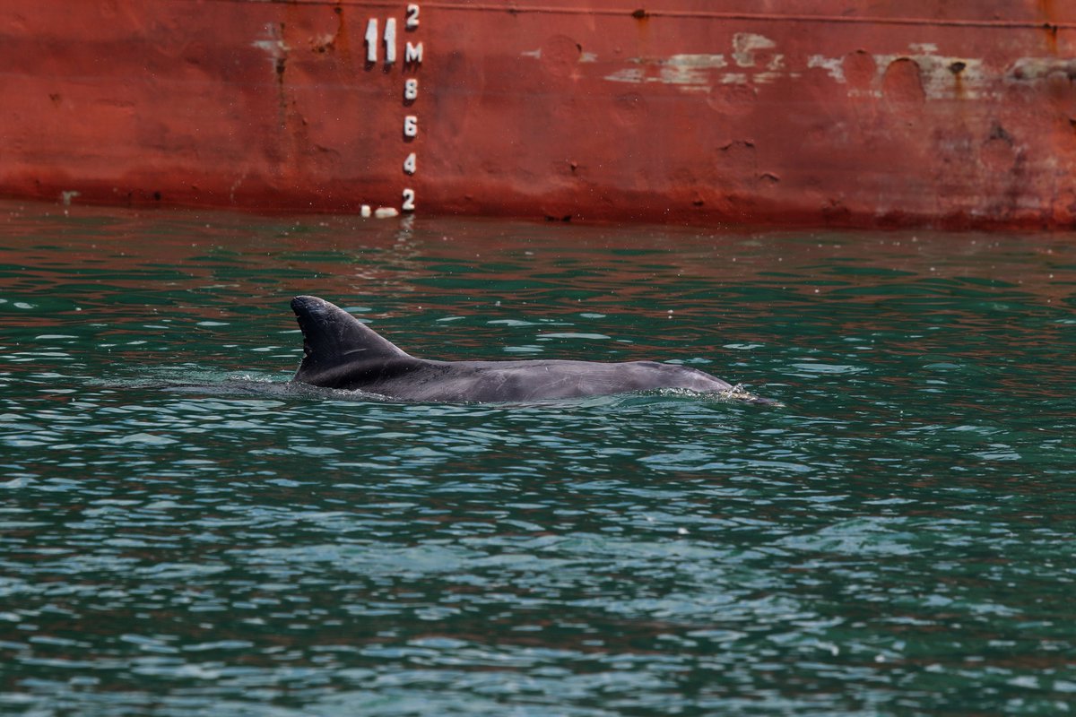 New study on toxic pollutants in European dolphins: bit.ly/2RNedAd @WHALES_org @WDC_Deutschland @OceanCare @oceana @OceanaEurope