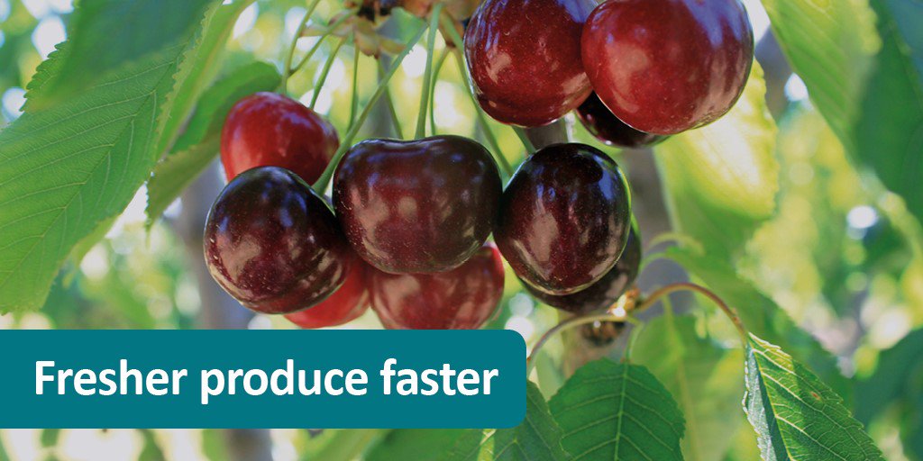 Cherry Growers Australia 🍒 forecasts exports to 🇨🇳 could grow by as much as AU$50m in future years because of successful negotiations to reduce trade barriers.  <a href="/Austrade/">Austrade</a> @DeptAgNews <a href="/IndustryGovAU/">Department of Industry, Science and Resources</a>
tradebarriers.dfat.gov.au/transparency/i…