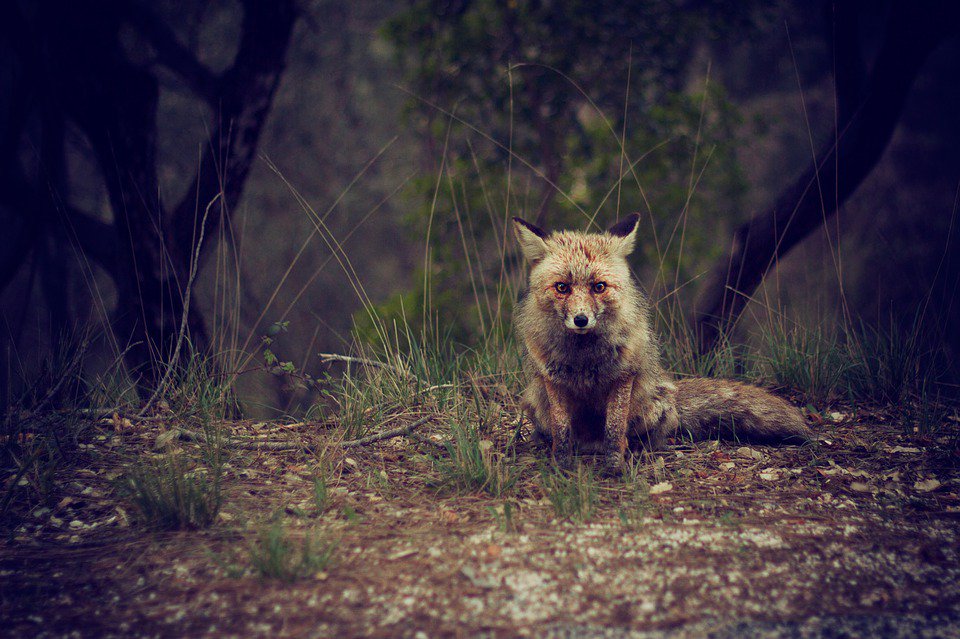 authorJaneKing's tweet photo. "The continued existence of wildlife and wilderness is important to the quality of life of humans."
—Jim Fowler

#wilderness
#AFoxInTheFamily
#December2018Reads https://t.co/RMKgK5iwrb