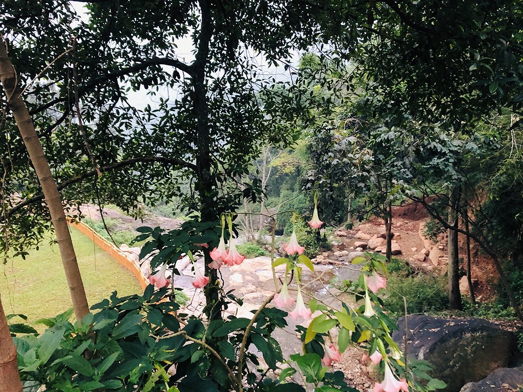 RohitKumarMP's tweet image. “And into the forest I go, to lose my mind and find my soul.”

#NilgiriMountains #Nature #PerfectMonday