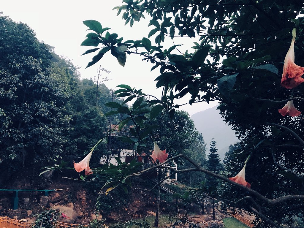 RohitKumarMP's tweet image. “And into the forest I go, to lose my mind and find my soul.”

#NilgiriMountains #Nature #PerfectMonday