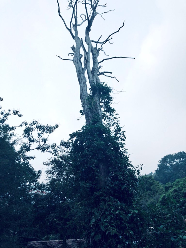 RohitKumarMP's tweet image. “And into the forest I go, to lose my mind and find my soul.”

#NilgiriMountains #Nature #PerfectMonday