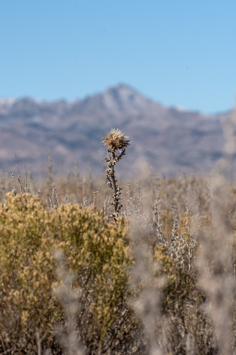 _Iron_Raven's tweet photo. You don’t have to be the strongest or most beautiful plant in the prairie to find the courage to stand up to the mountain! Find me at https://t.co/aH28IrA0dQ ironravenphoto #mattbaars #followme #newbusiness #landscape #landscapephotography #mountain #justgoshoot #PhotoOfTheDay https://t.co/7yvSABnK85