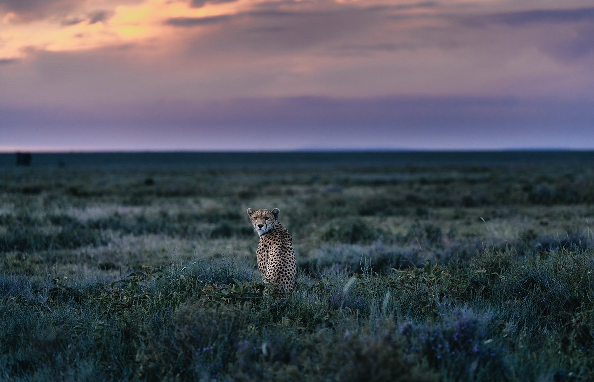 ImagesPhoto_MTP's tweet photo. Chris Schmid est connu pour ses photos animalières de grande qualité grâce aux appareils photo hybrides Alpha avec leur silence et une mise au point fiable et rapide. Retrouvez son travail sur https://t.co/Nzm0x4w0aM et l'A7R III sur  https://t.co/vqidO3VVK8 https://t.co/w0QiCT2CeC