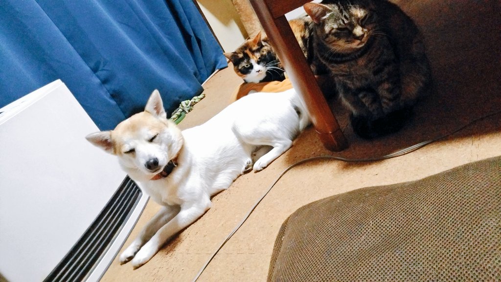 ট ইট র なめこ まったりしてたら ちびに猫パンチされたちゃちゃ いぬとねこ シバーギー キジトラ 三毛猫 多頭飼い あるある