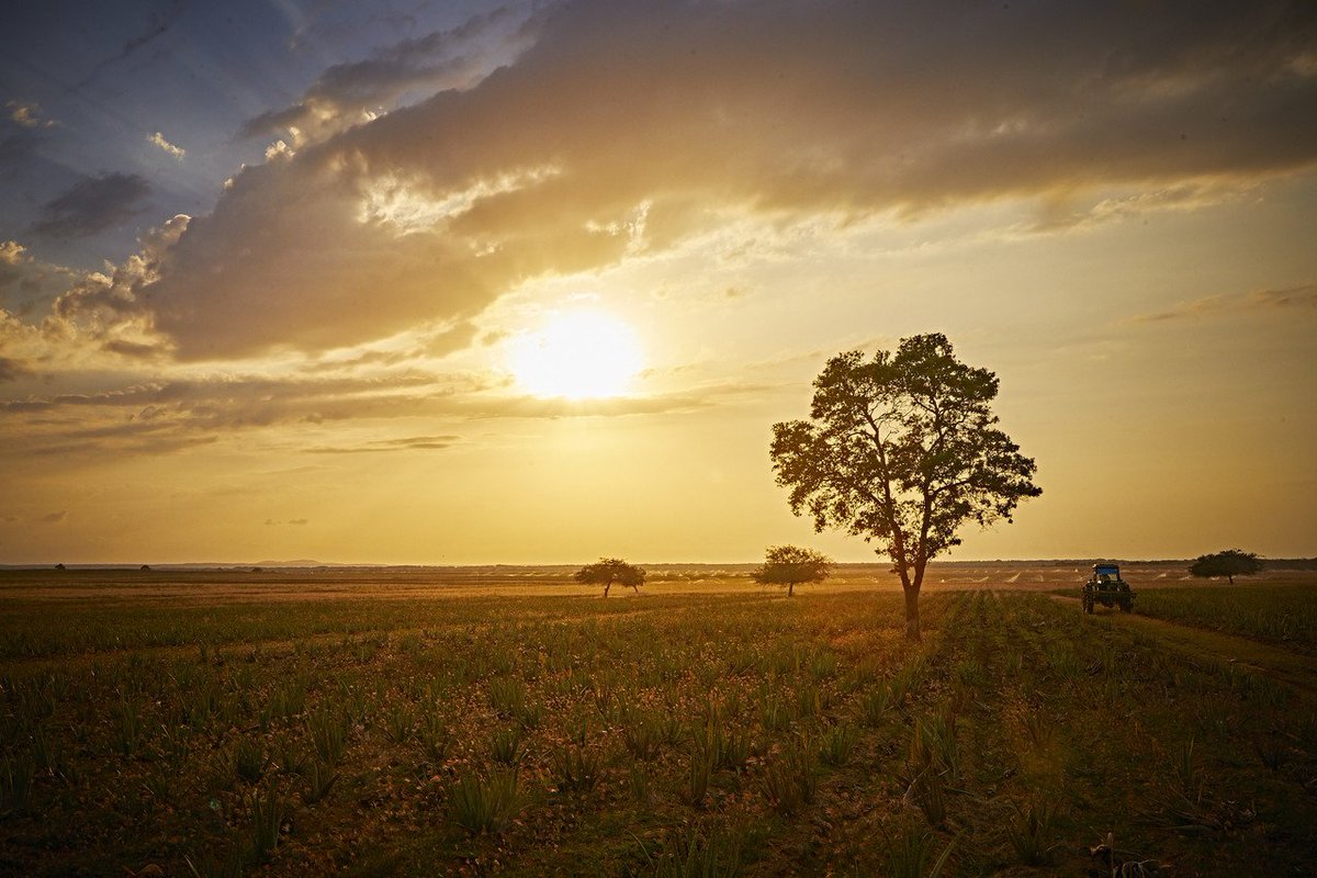 Forever's careful harvesting methods and care of each individual plant means that our Aloe Vera plants on our fields can grow and produce leaves for as many as 4-5 years!