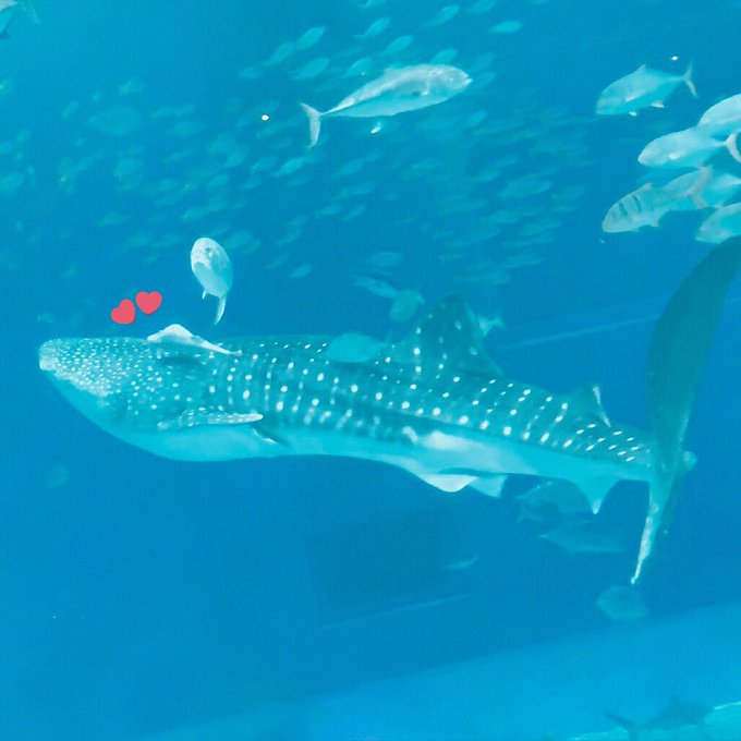 Twitterのコスプレ画像9