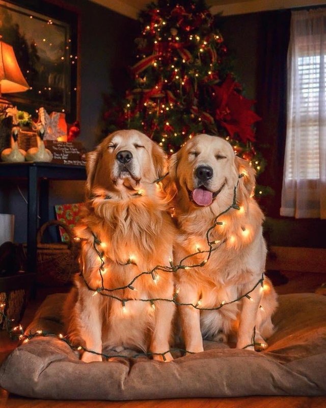 On the 2nd day of #Christmas my true love gave to me, 2 turtle doves happy doggies.