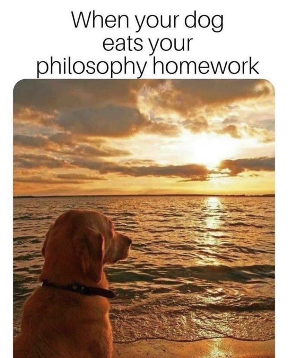 eudaimaniacs's tweet photo. Now you know what happens to ours xxx @rpe_shsk #enlighteneddoggo @dog_rates https://t.co/jIoLigelbv