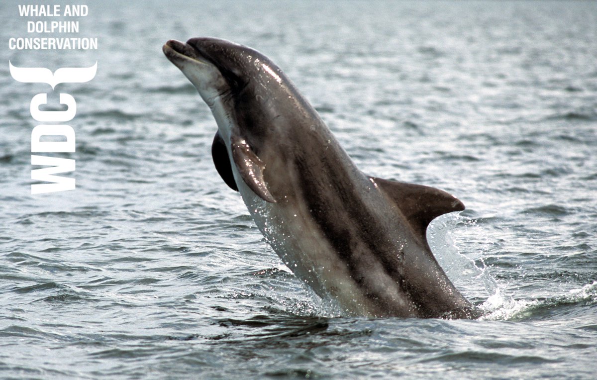 whalesorg's tweet photo. As part of @PADI's #12DaysofScuba share a video or photo demonstrating your favourite marine animal hand signal. Tag @PADI, @WHALES_org, #PADI4MarineAnimals #contest for your chance to win an adoption pack for a whale or dolphin. Challenge ends 11 December at 8:59am GMT. https://t.co/fBKrMEyjb2